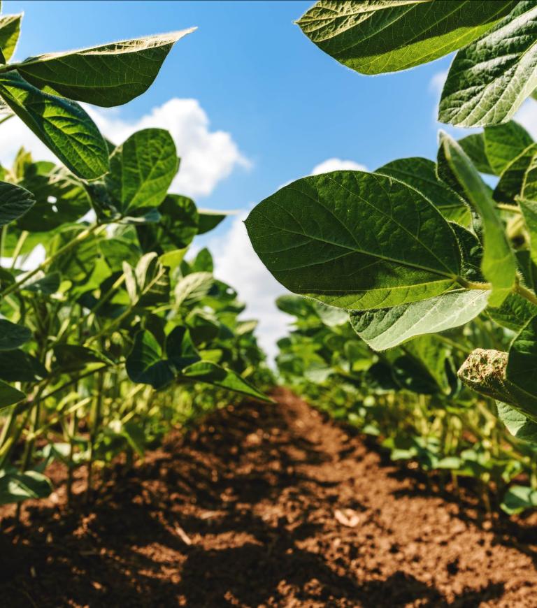 young green soybean plants